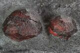 Plate Of Garnets in Graphite - Red Embers Mine, Massachusetts #111833-3